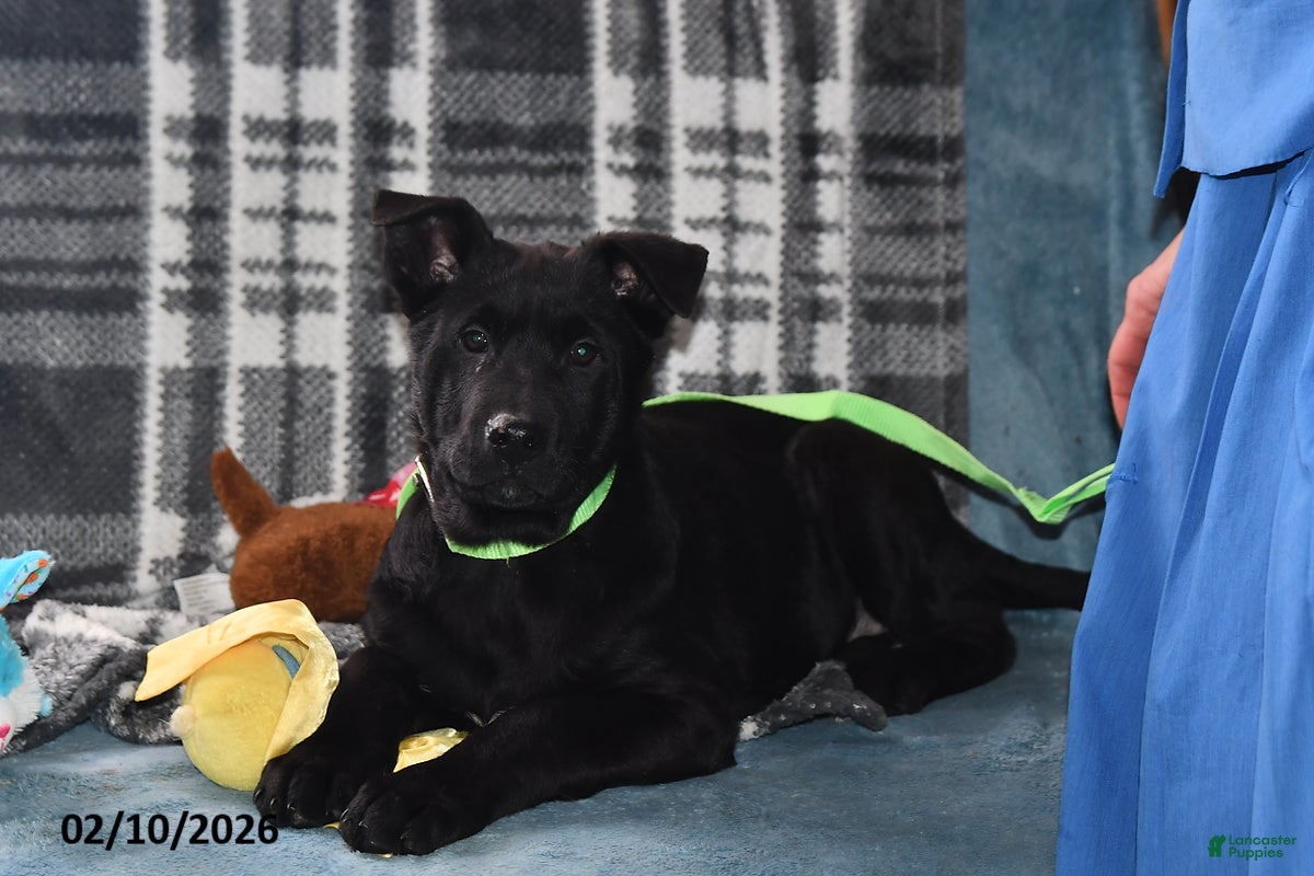 Belgian Malinois dogs Pepper - Ad 16