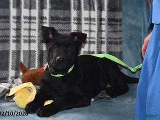 Belgian Malinois dogs Pepper - Ad 16