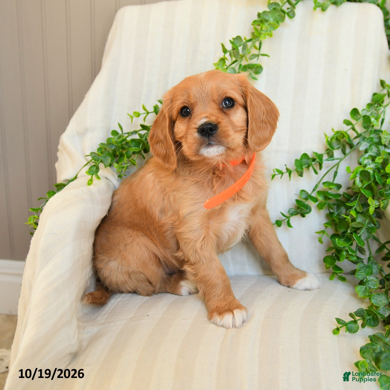 Miniature Golden Retriever dogs for sale: Matt   - Ad 1