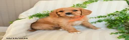 Miniature Golden Retriever dogs for sale: Matt   - Ad 1