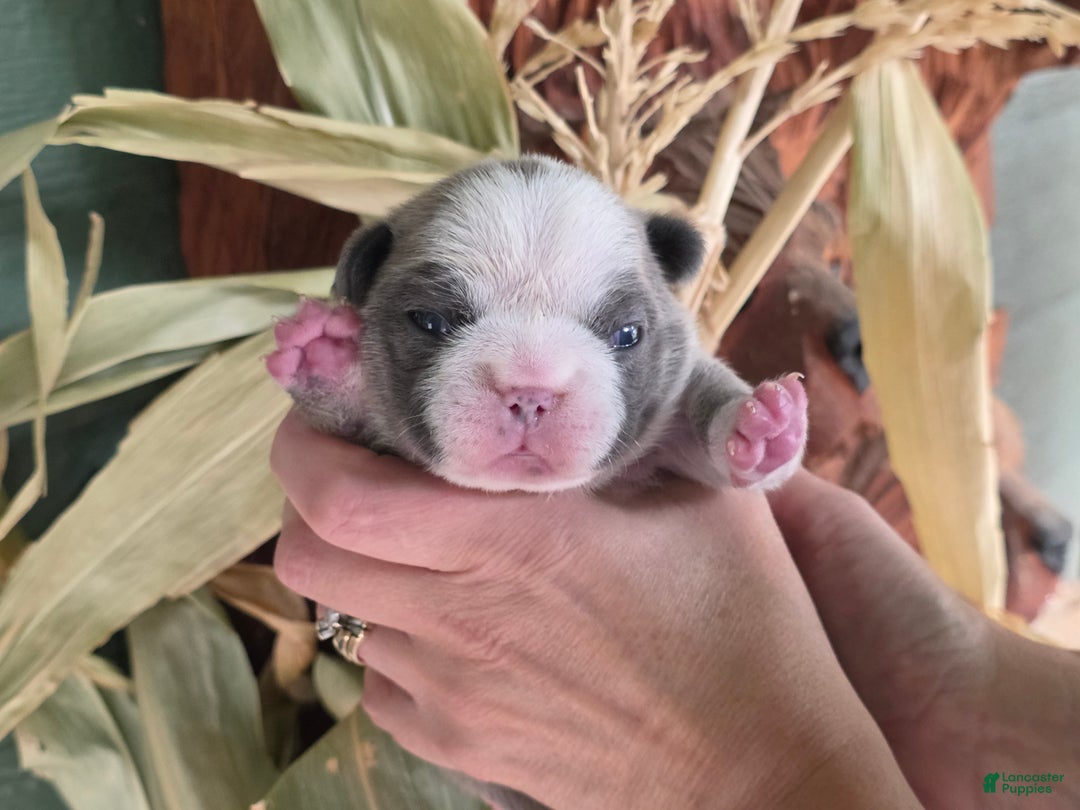 French Bulldog dogs for sale: ❄️ Ana – Blue Panda Husky-Pattern French Bulldog - Ad 7