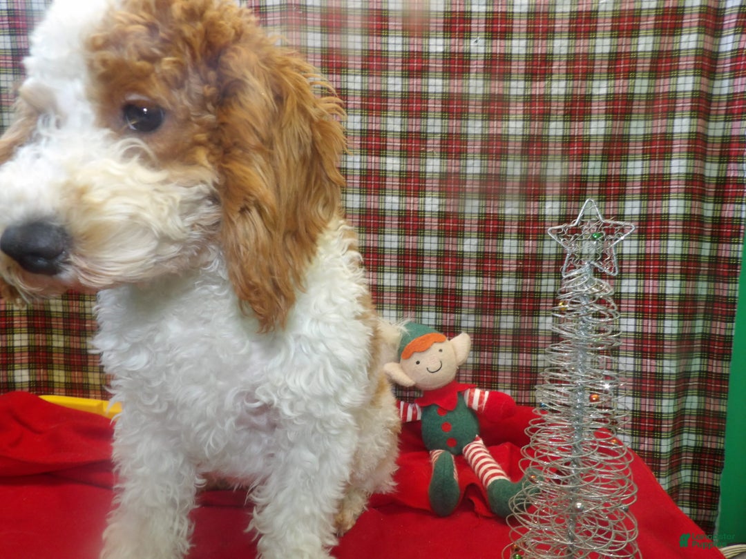 Cockapoo dogs for sale: Cockapoo Puppy 1 - Ad 2