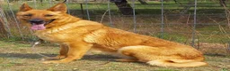 German Shepherd dogs for sale: Ace - Ad 2
