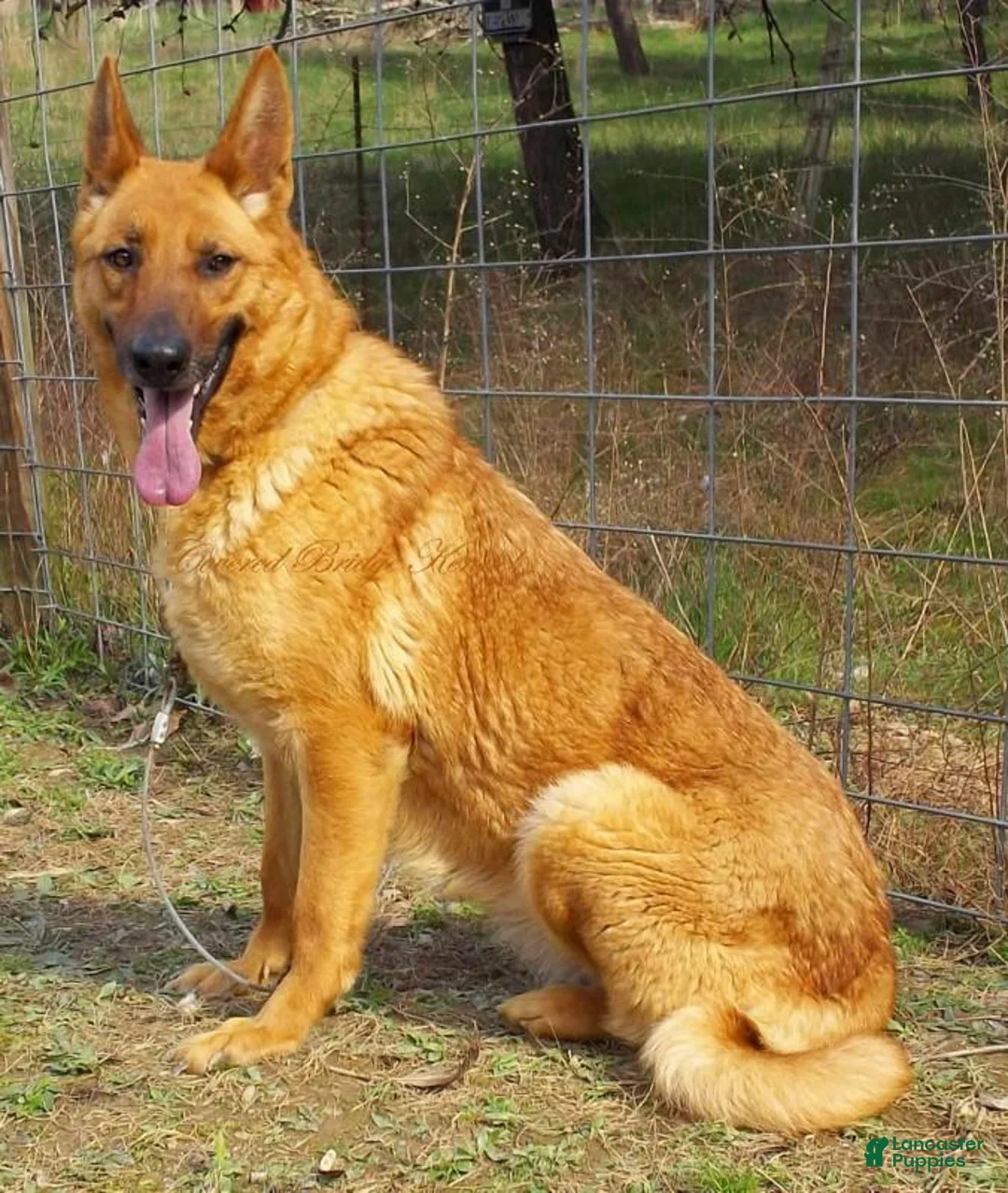 German Shepherd dogs for sale: Ace - Ad 2