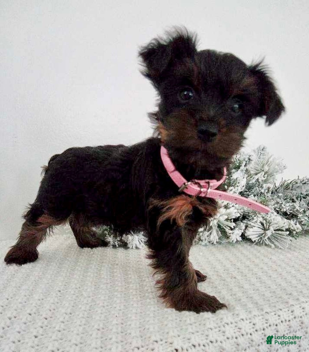 Yorkshire Terrier dogs for sale: Jerry - Ad 11