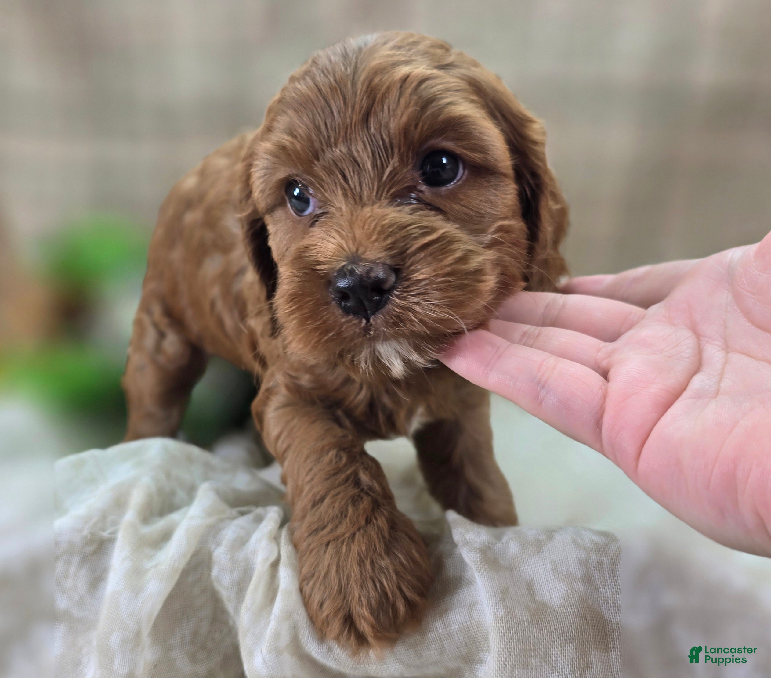 Cockapoo dogs Poppy - Ad 8