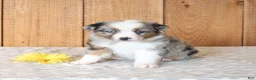 Miniature Australian Shepherd dogs for sale: Daphne - Ad 4