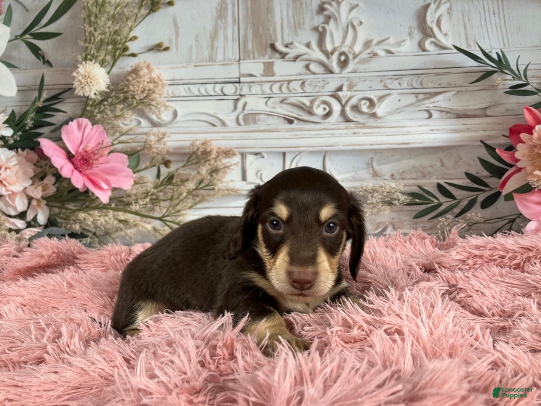 Miniature Dachshund dogs for sale: AKC-Ringo - Ad 7