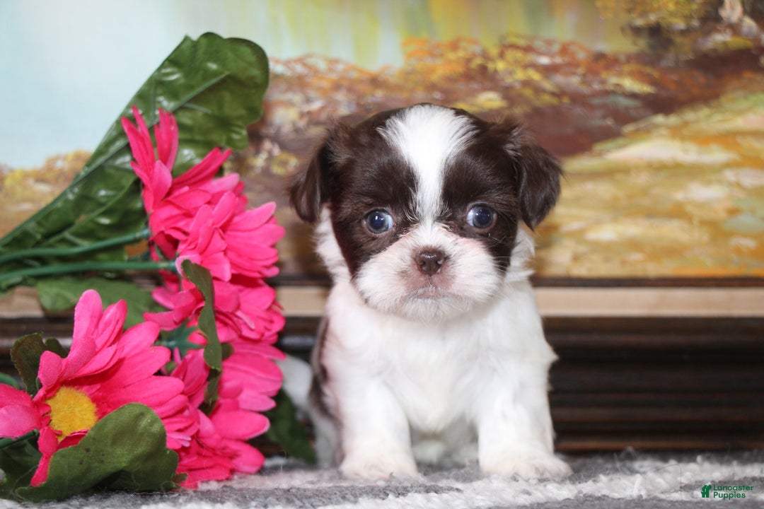Shih Tzu dogs for sale: Leo - Ad 2