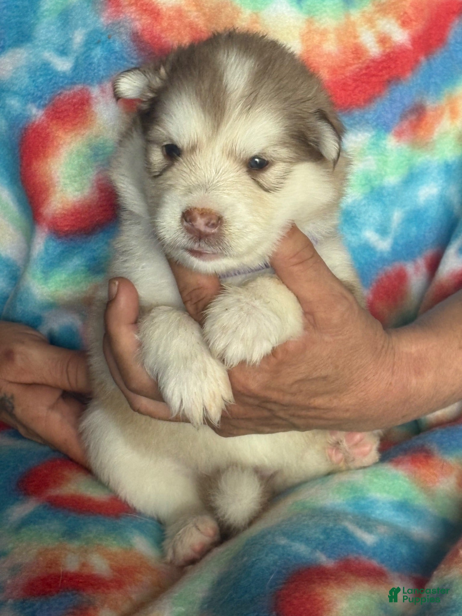 Alaskan Malamute dogs Alaskan Malamute 7 - Ad 16