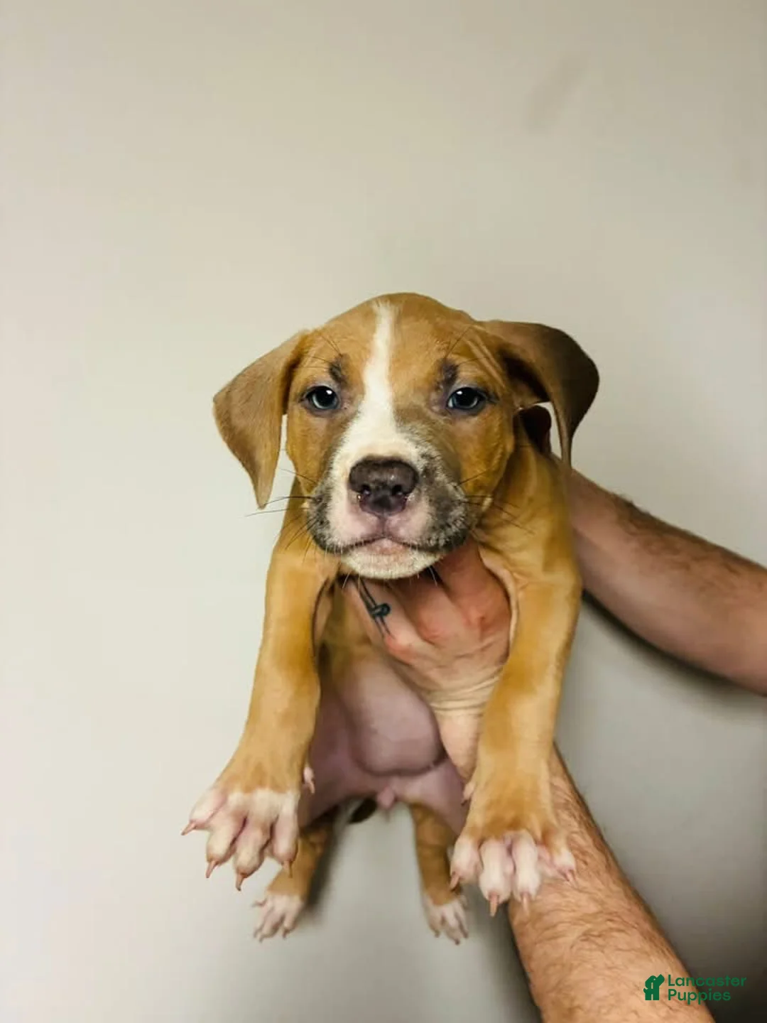 American Bully dogs for sale: American Bully Puppy 8 - Ad 1