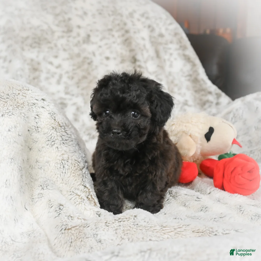 Cavapoo dogs for sale: Tulip - Ad 4