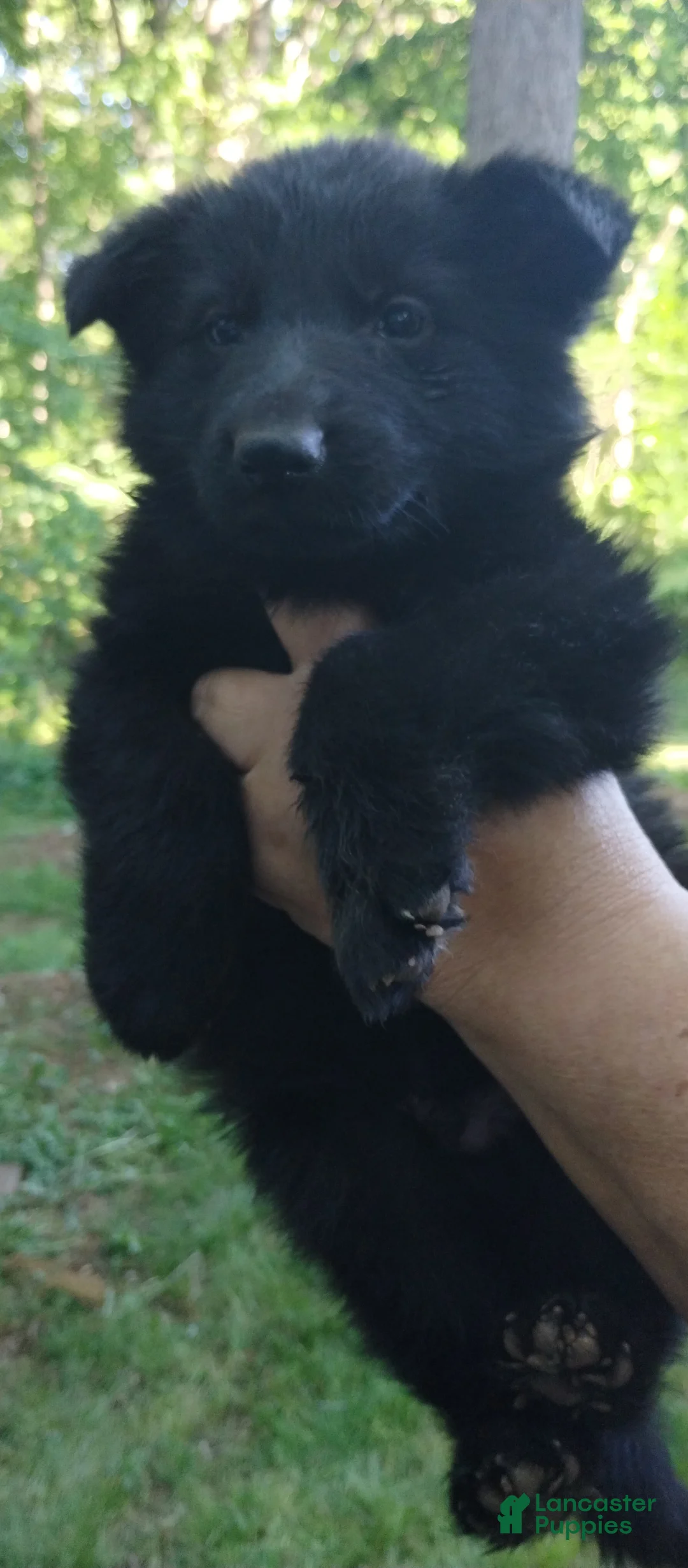 German Shepherd dogs for sale: German Shepherd Puppy 1 - Ad 2