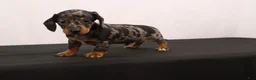 Dachshund dogs for sale: Fido - Ad 7