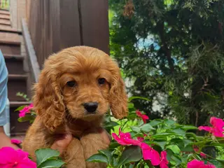 Cocker Spaniel dogs Rosie🌹🐾 - Ad 36