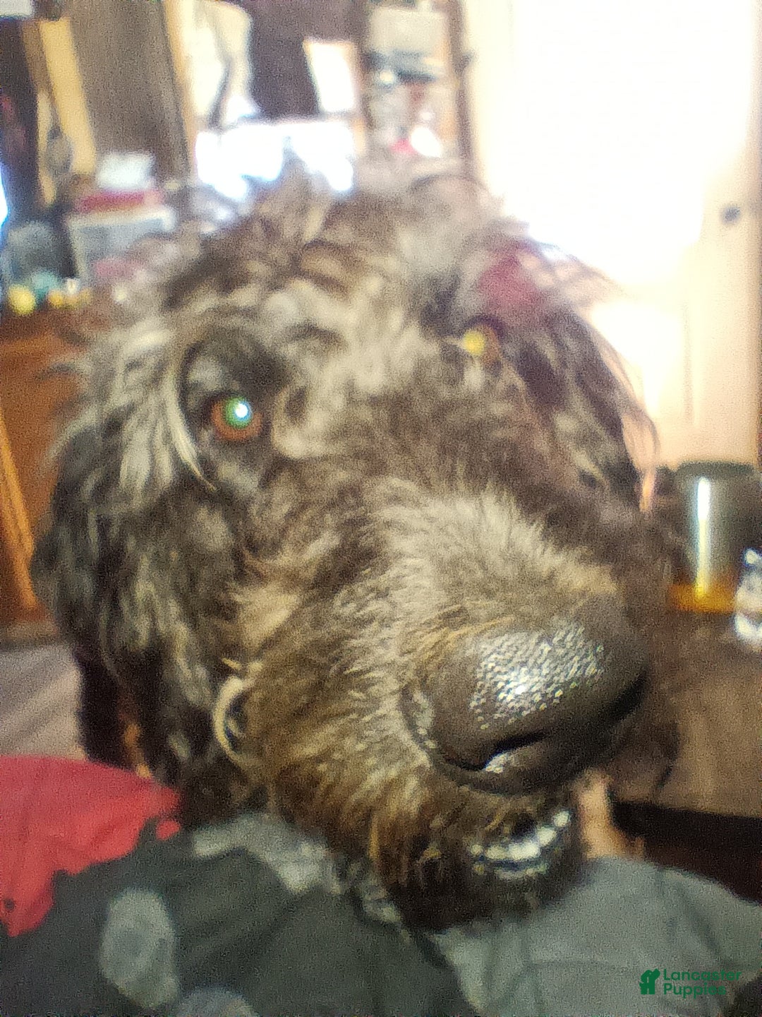 Labradoodle dogs for sale: Creamy mae - Ad 35