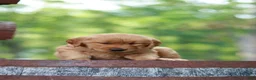 Golden Retriever dogs for sale: Blossom - Ad 4