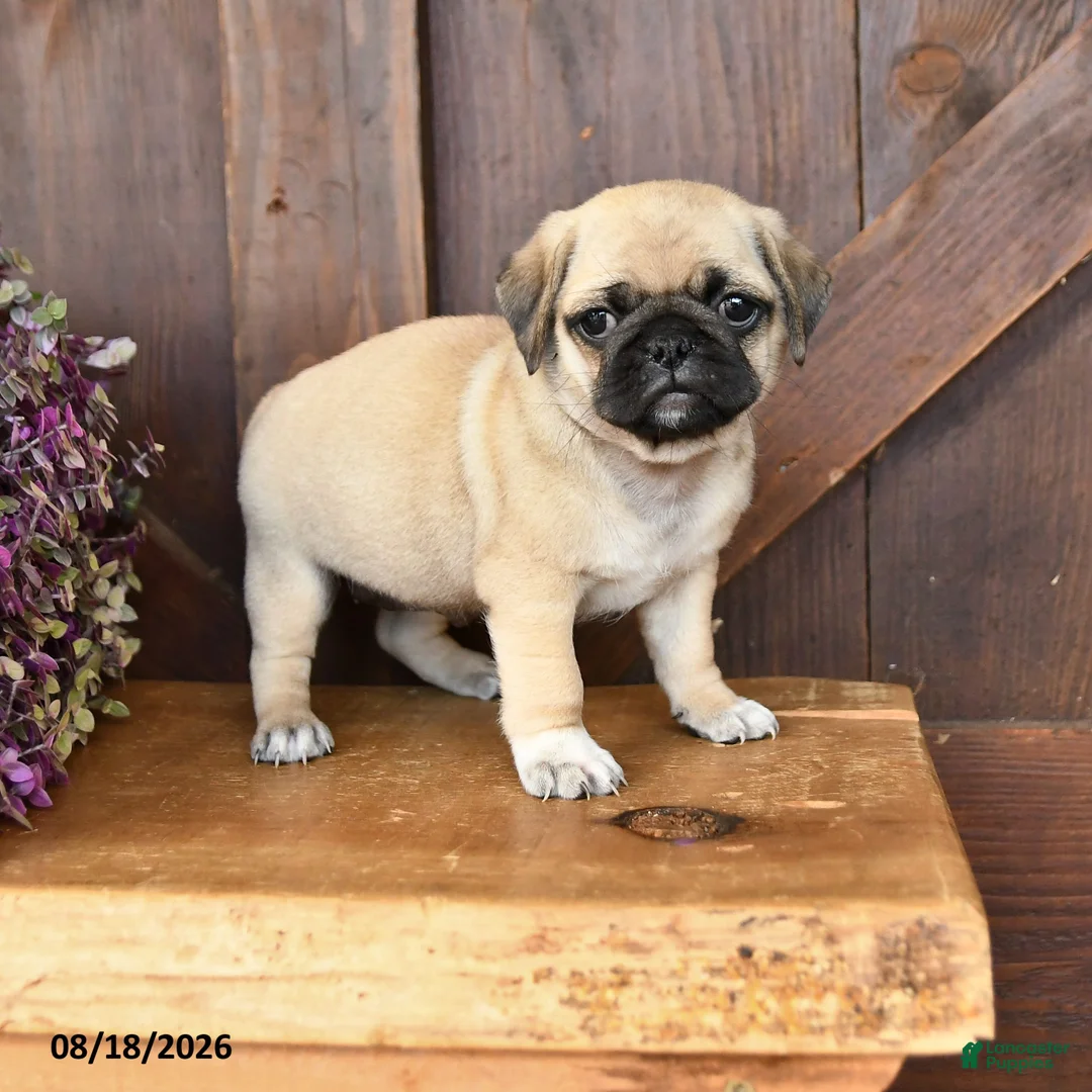 Mixed Breed dogs for sale: Lily - Ad 1