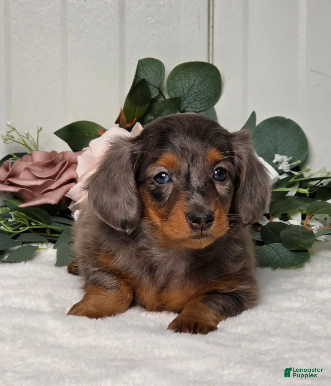 Miniature Dachshund dogs for sale: Jasmine - Ad 6