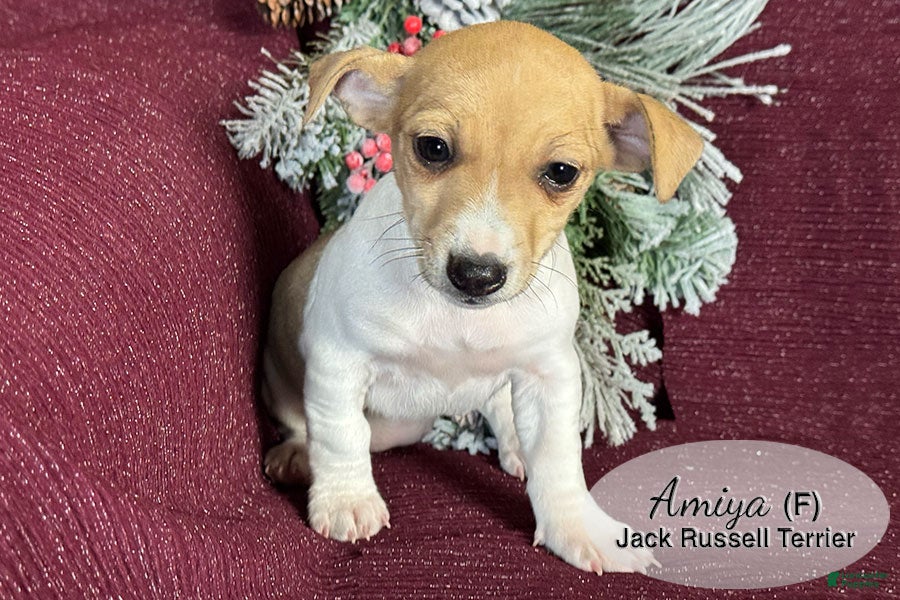 Jack Russell Terrier dogs Amiya - Ad 2