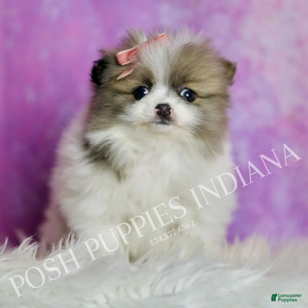 Pomeranian dogs for sale: Felicia  - Ad 7