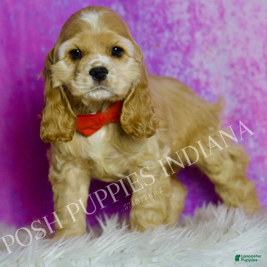 Cocker Spaniel dogs for sale: Bennie - Ad 5