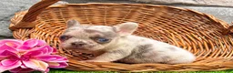 French Bulldog dogs for sale: Debbie - Ad 4