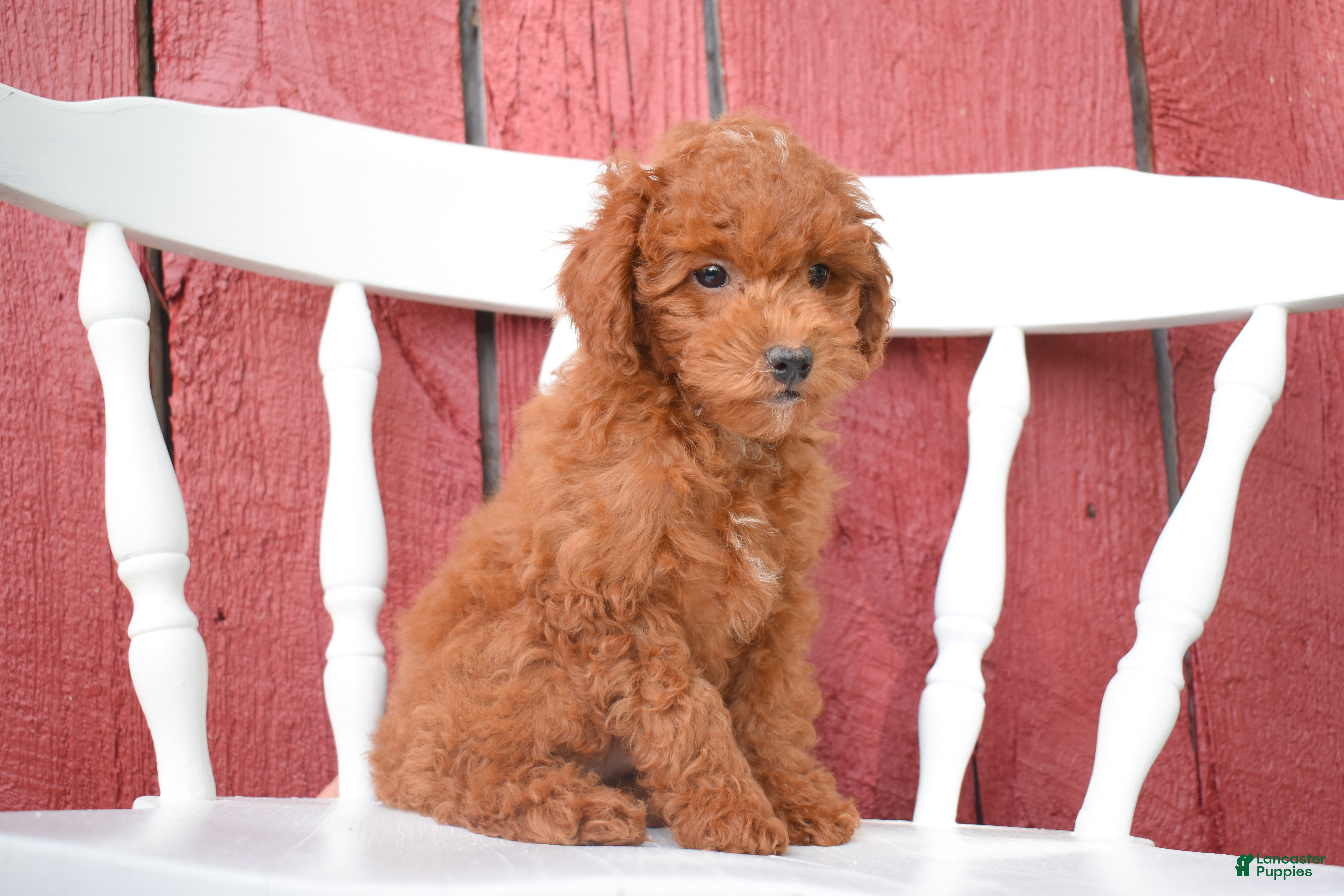 Miniature Poodle dogs Denver  💕🐶 - Ad 2