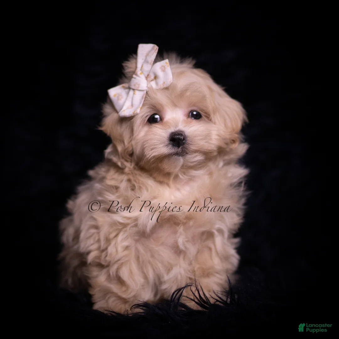 Maltipoo dogs for sale: Twizzler - Ad 2