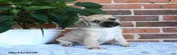 Puggle dogs for sale: Taylor - Ad 3