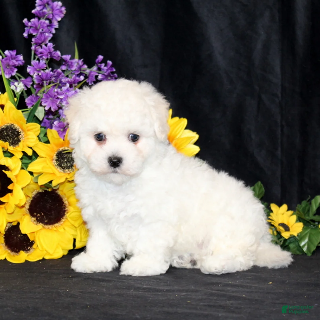 Bichon Frise dogs for sale: Ellie - Ad 1