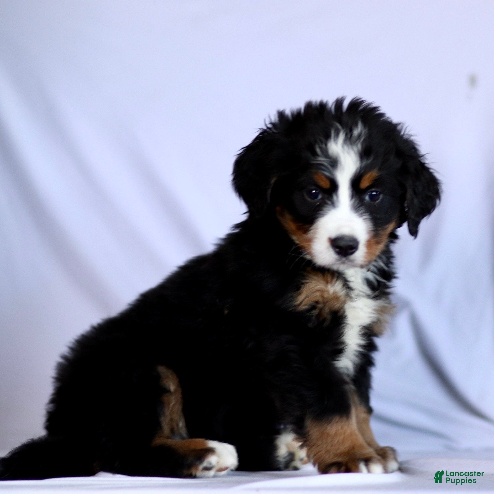 Bernese Mountain Dog dogs Faith - Ad 4
