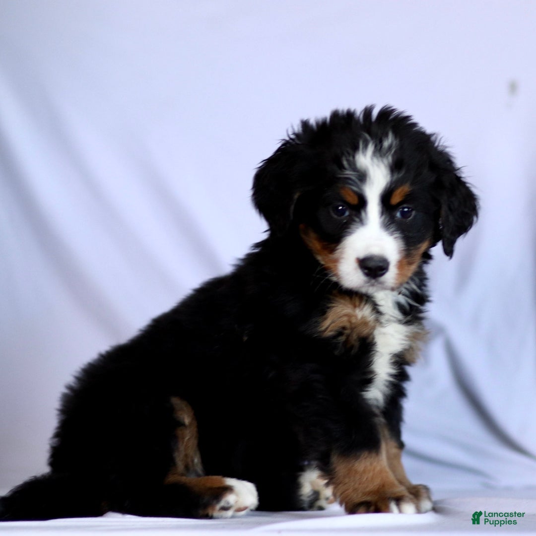 Bernese Mountain Dog dogs for sale: Faith - Ad 1