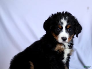Bernese Mountain Dog dogs Faith - Ad 17