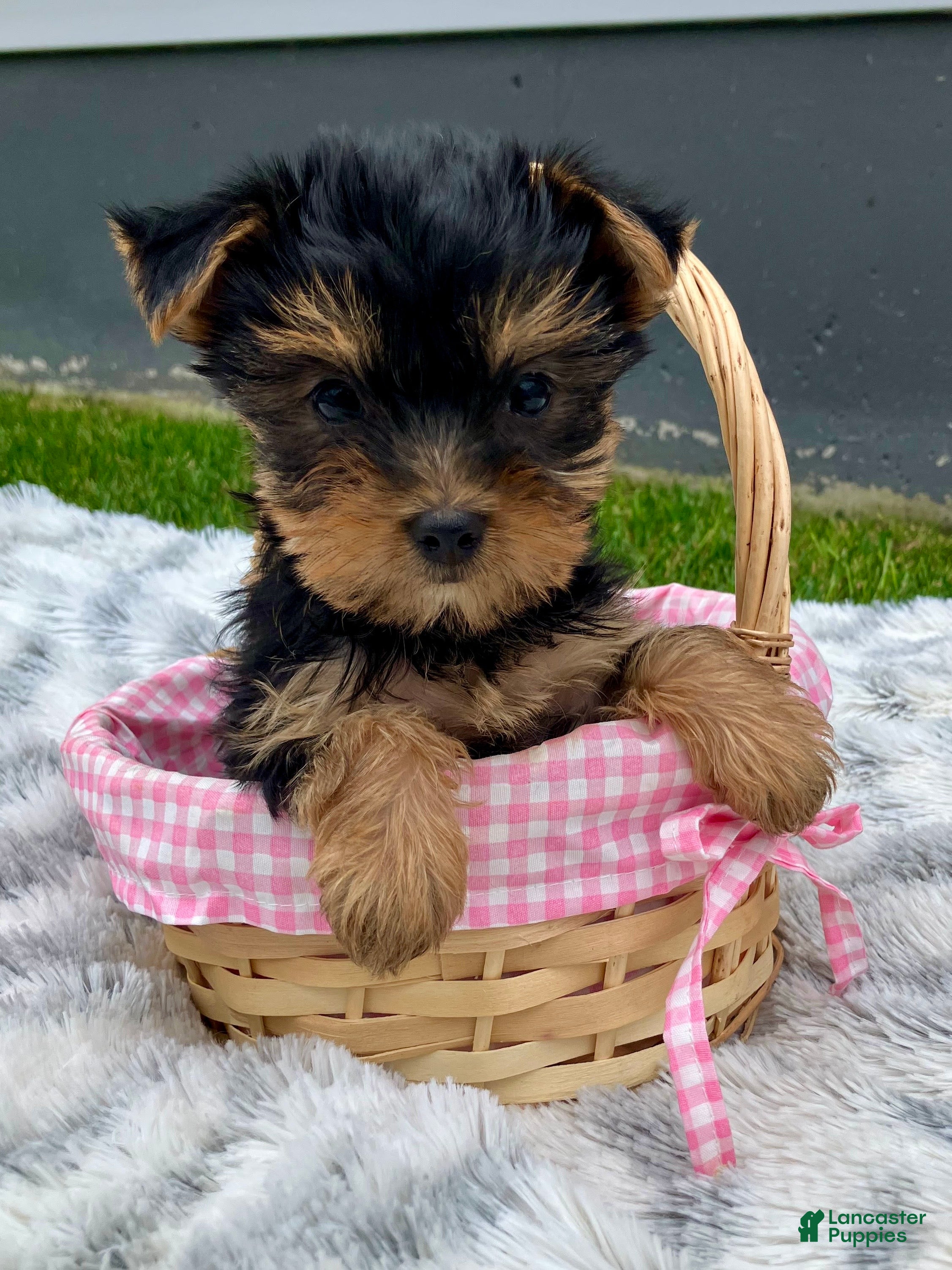 Yorkshire Terrier dogs Autumn - Ad 1