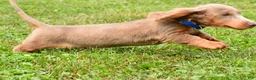 Miniature Dachshund dogs for sale: Bentley - Ad 12