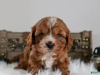Cavapoo dogs Benji - Ad 14