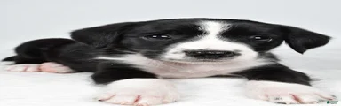 Skye
