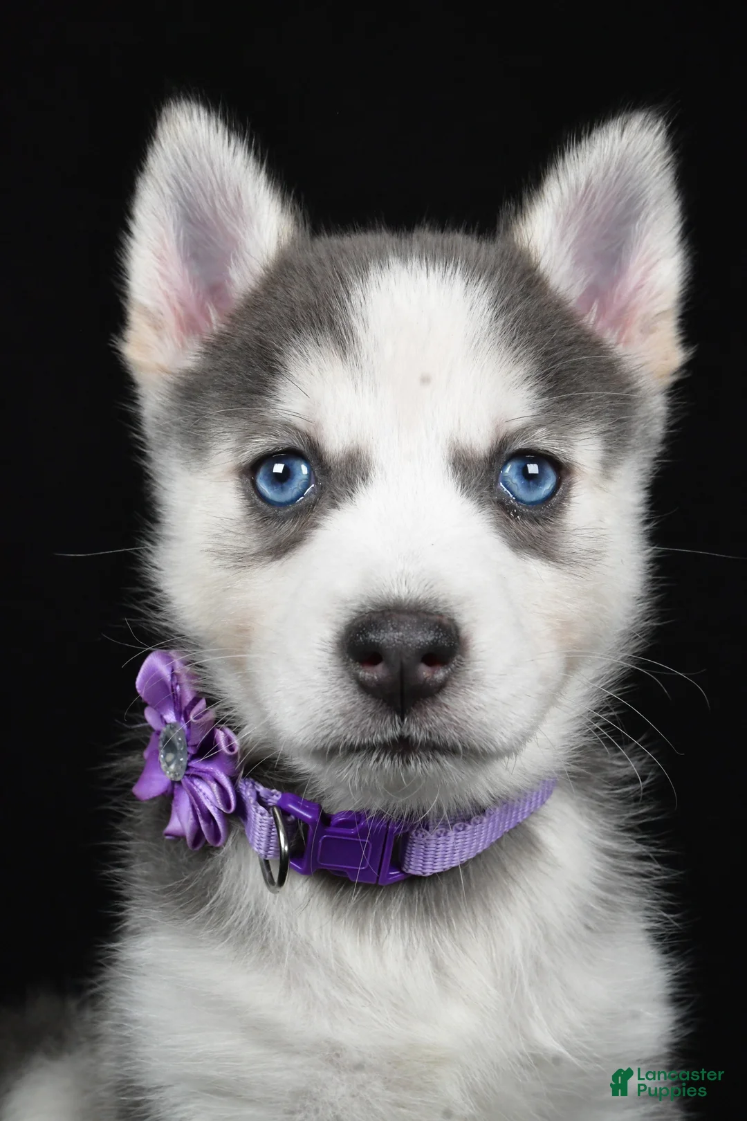 Pomsky dogs for sale: Tori - Ad 8