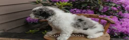 Mixed Breed dogs for sale: Cliff - Ad 6