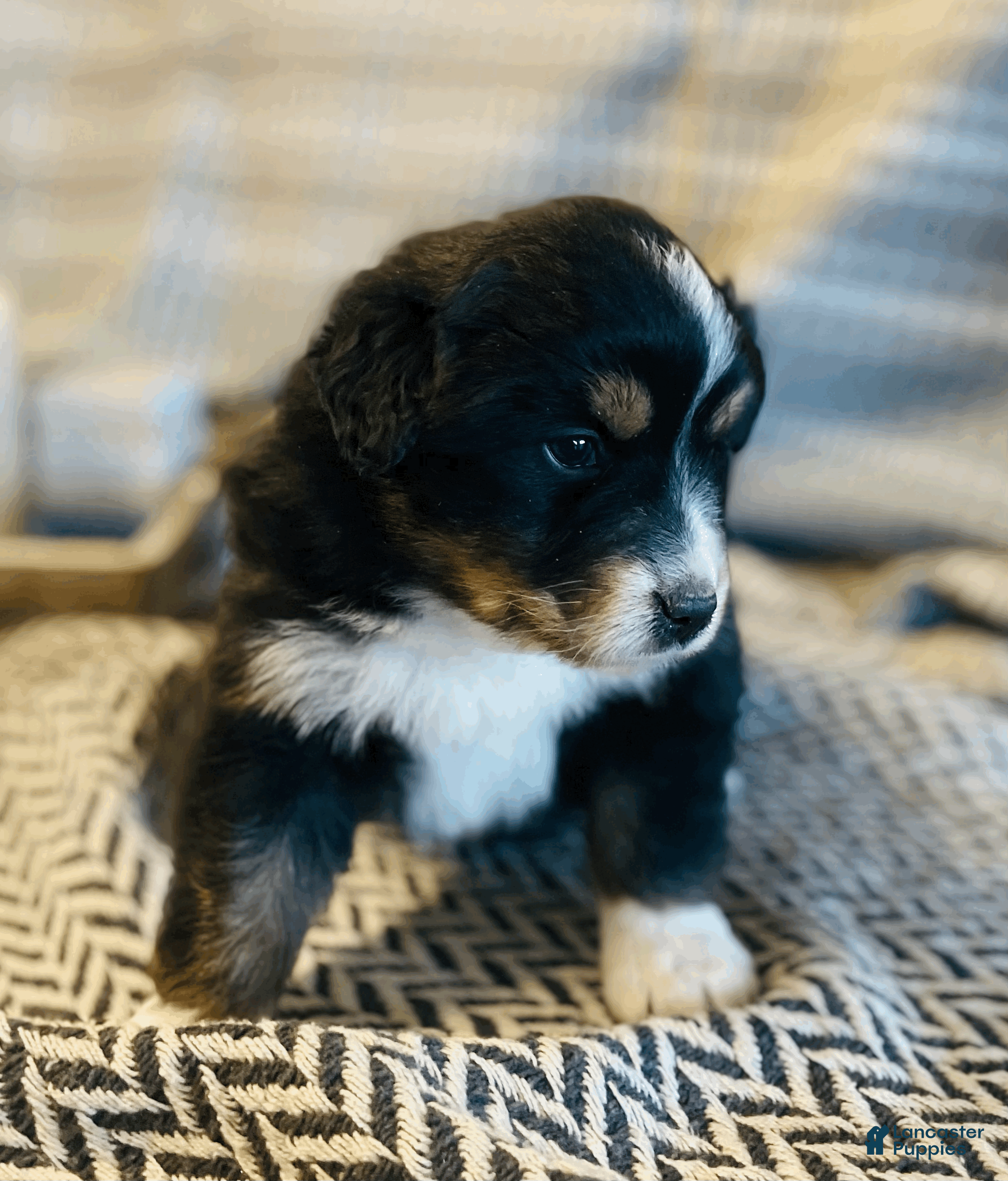Australian Shepherd dogs Misha - Ad 30