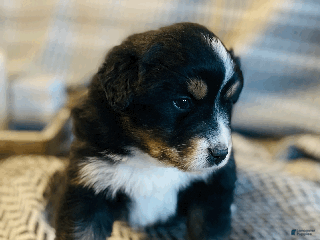 Australian Shepherd dogs Misha - Ad 3