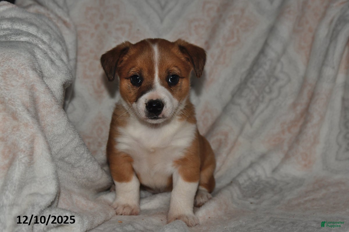 Mixed Breed dogs Jade - Ad 5