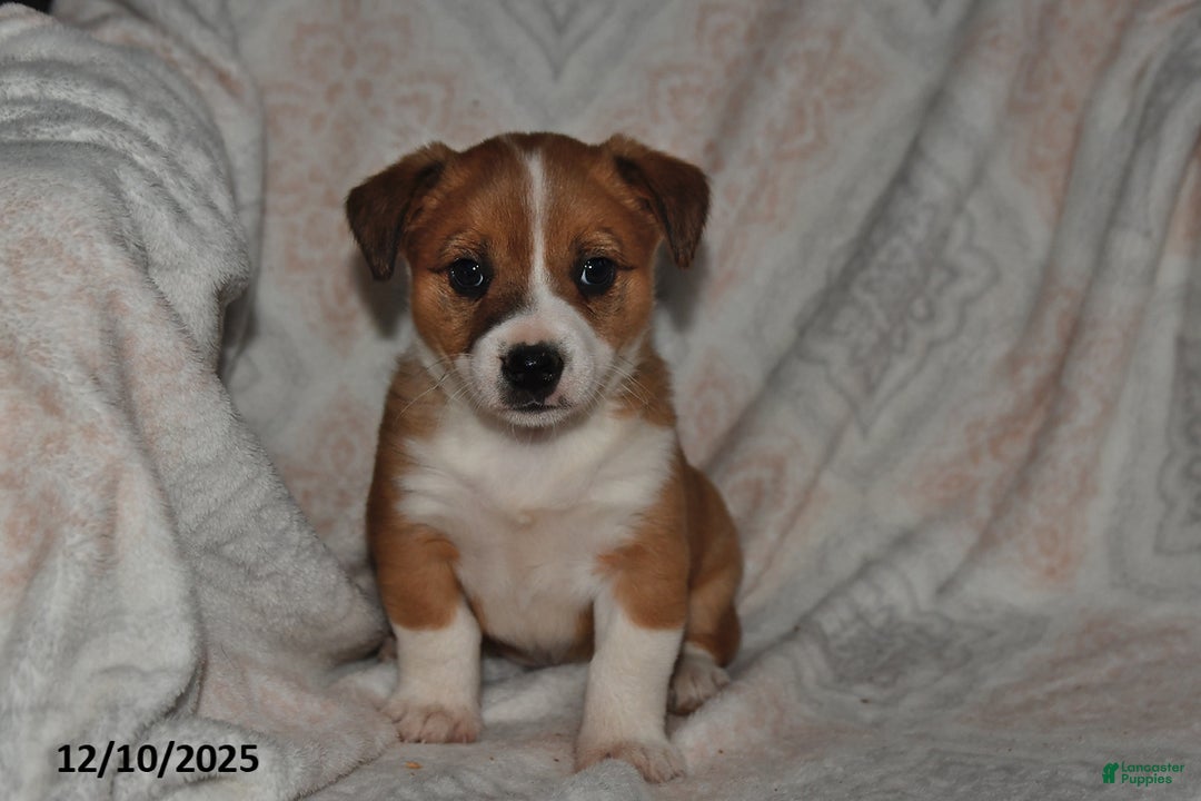 Mixed Breed dogs for sale: Jade - Ad 1