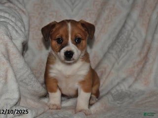 Mixed Breed dogs Jade - Ad 32