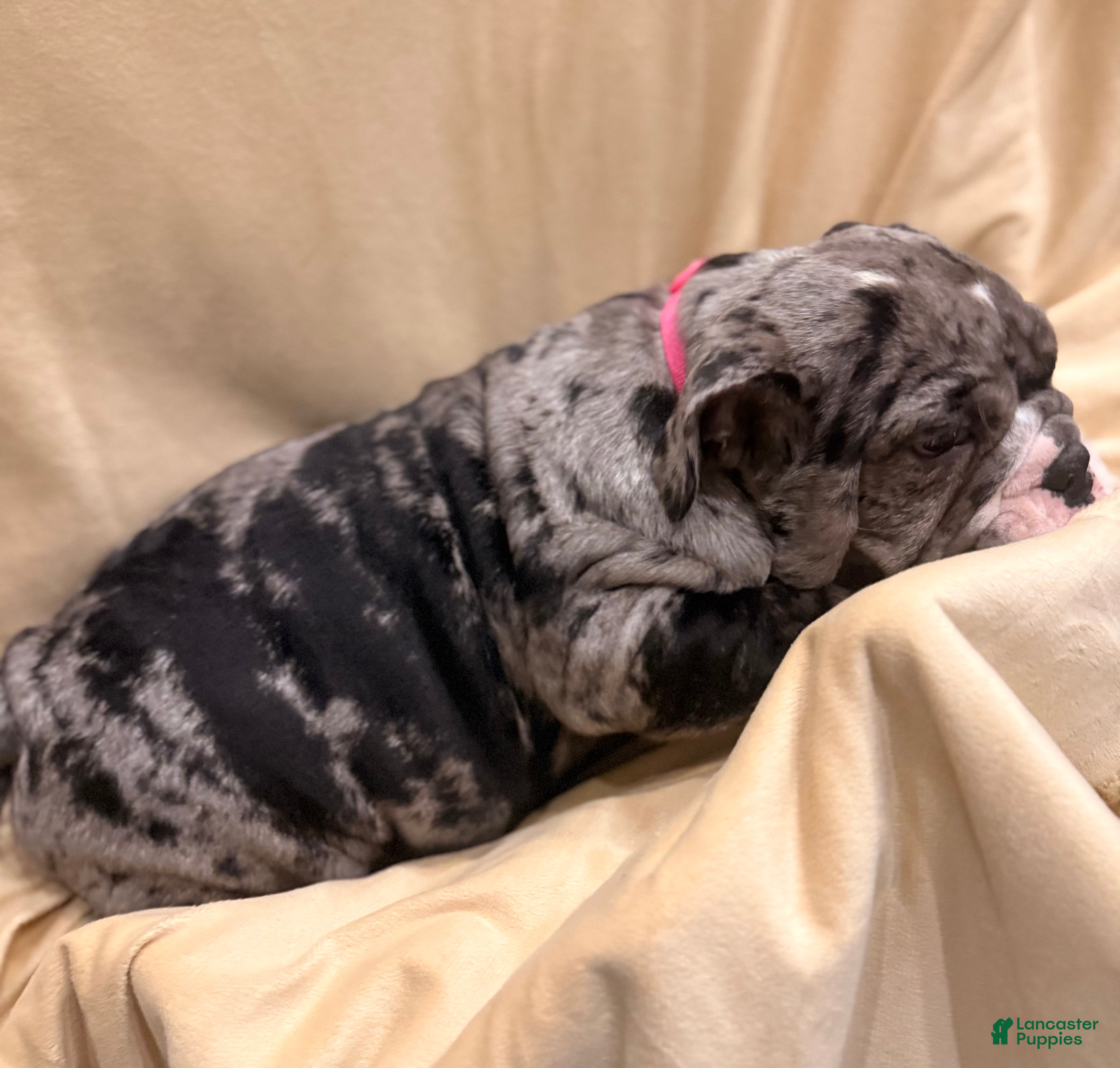 English Bulldog dogs Twinkle - Ad 2