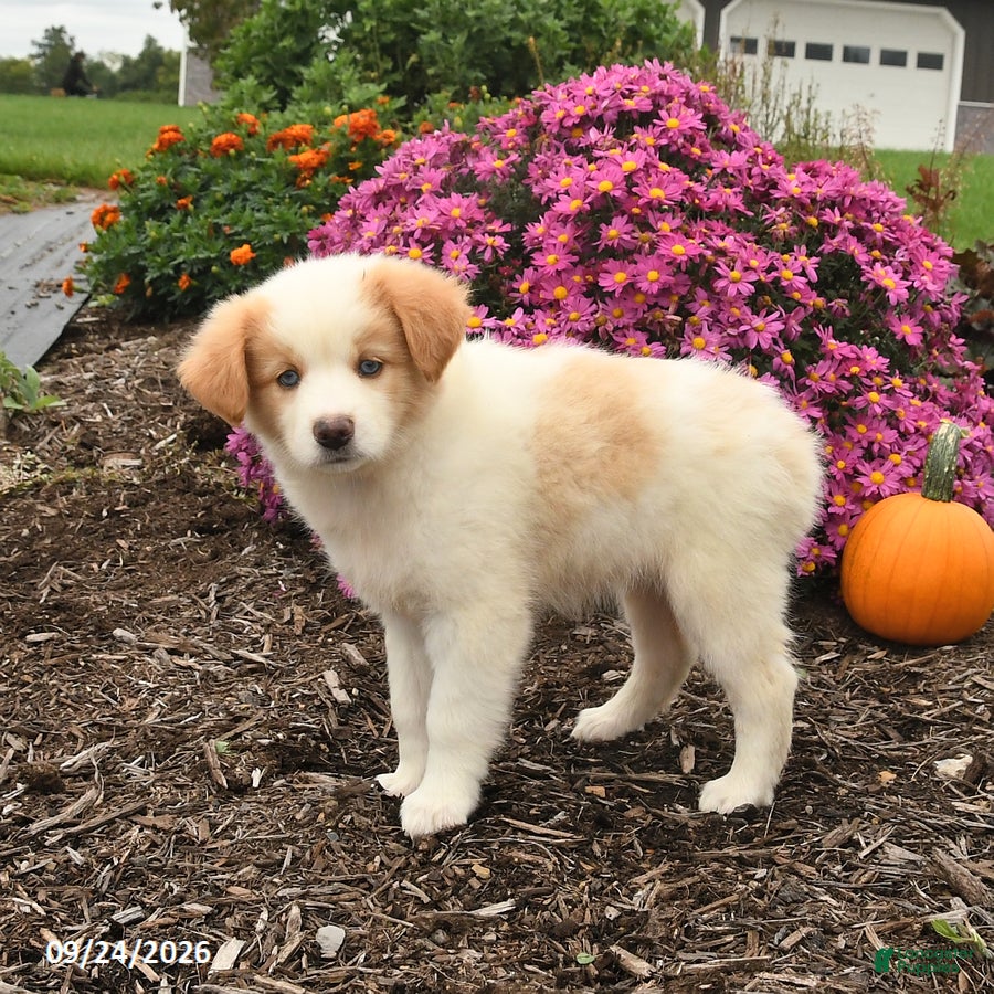 Miniature Australian Shepherd dogs Jade - Ad 2