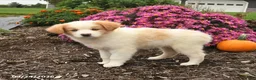 Miniature Australian Shepherd dogs for sale: Jade - Ad 2