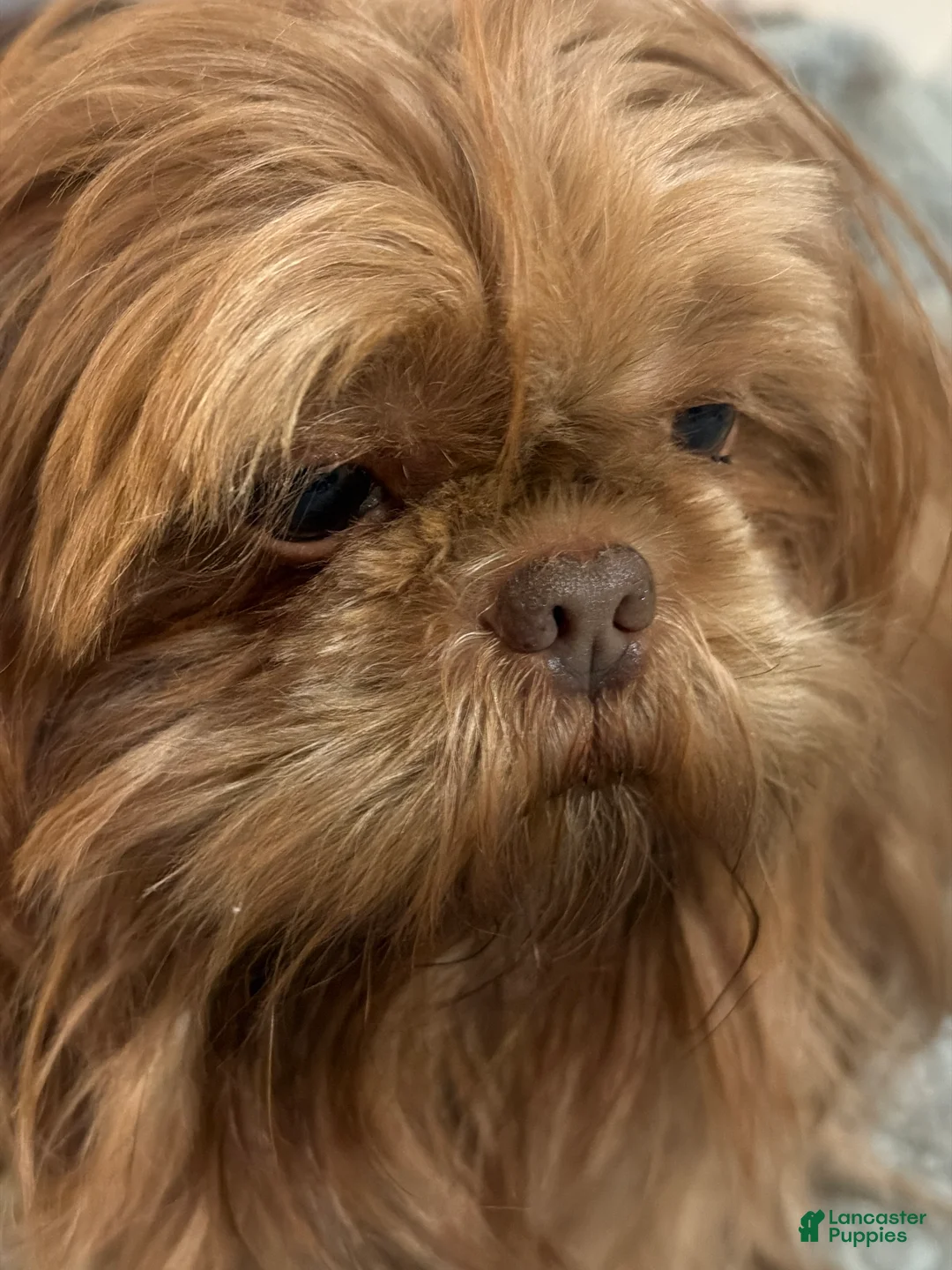 Shih Tzu dogs for sale: Shih Tzu Puppy 2 - Ad 7