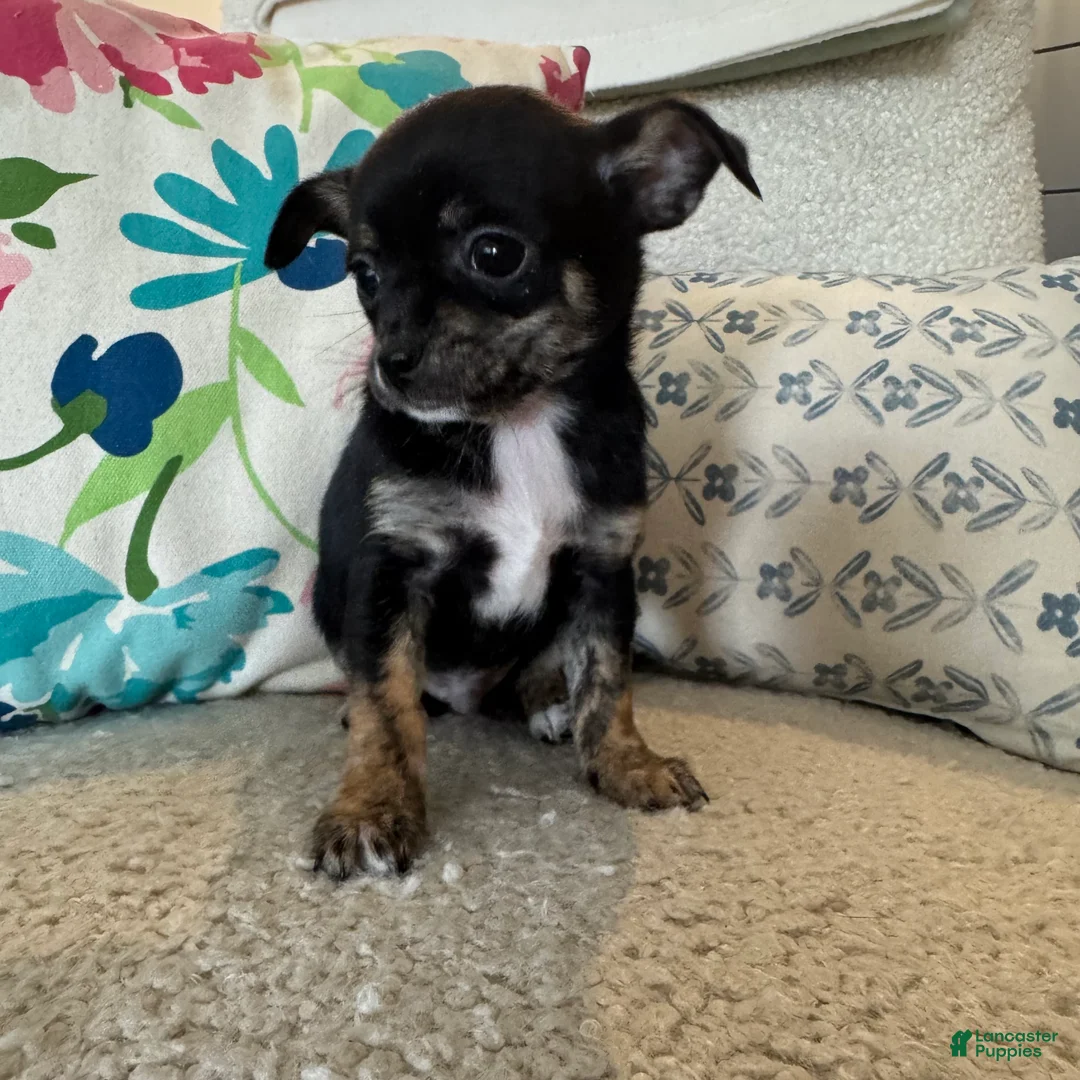 Chihuahua dogs for sale: Tito - Ad 2